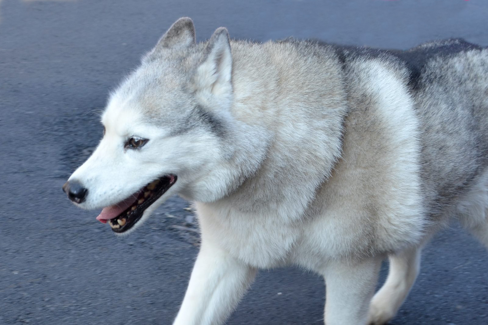 弁護士との人狼ゲーム街コン・４つの魅力